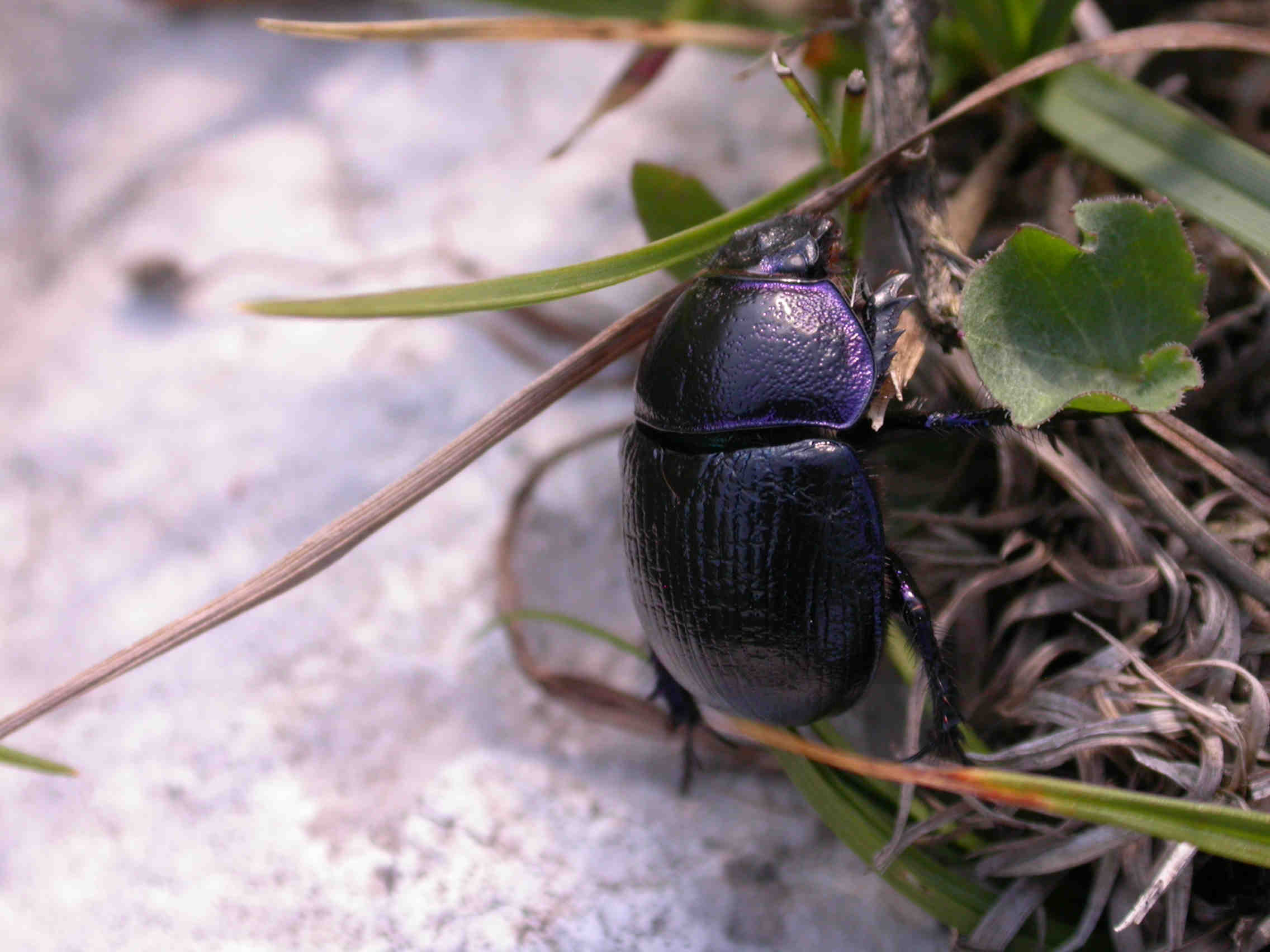 Identificazione Geotrupidi